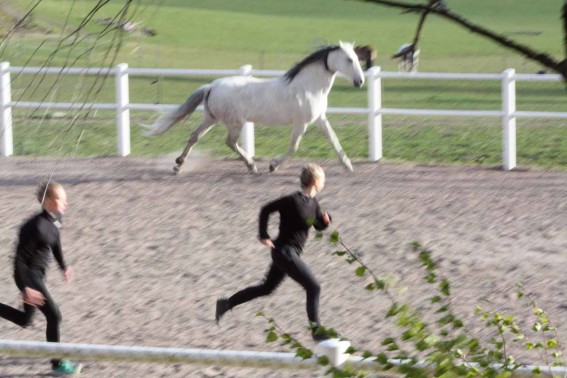 Dansar med hästar