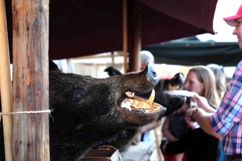 Söderköping smakar på medeltiden